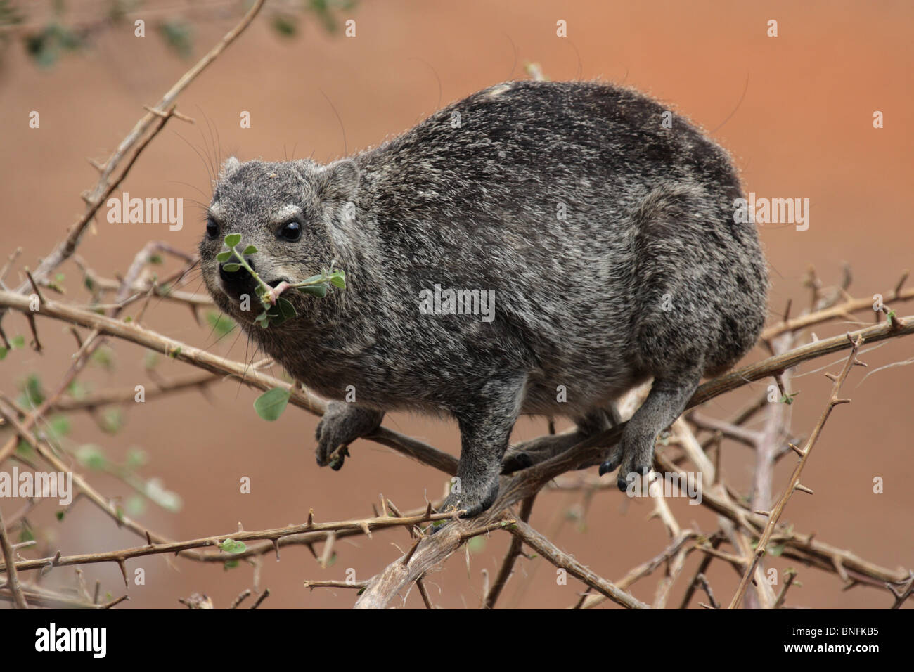 Rock Klippschliefer (Procavia Capensis) in den Etosha Nationalpark, Namibia Stockfoto