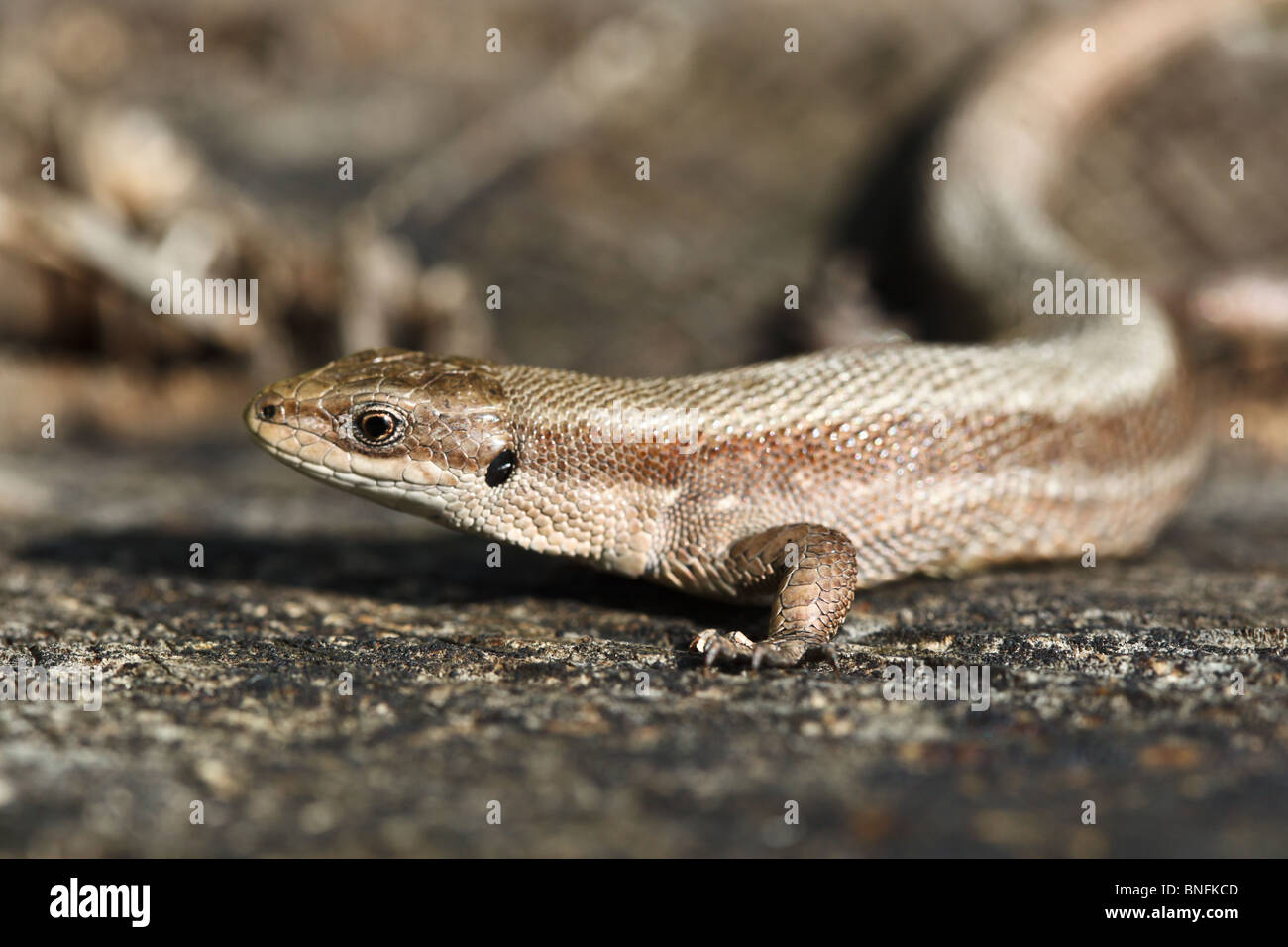 Vivipare Eidechse (Lacerta Vivipara). Die Eidechse ist auf einen Baum-Stub. Stockfoto