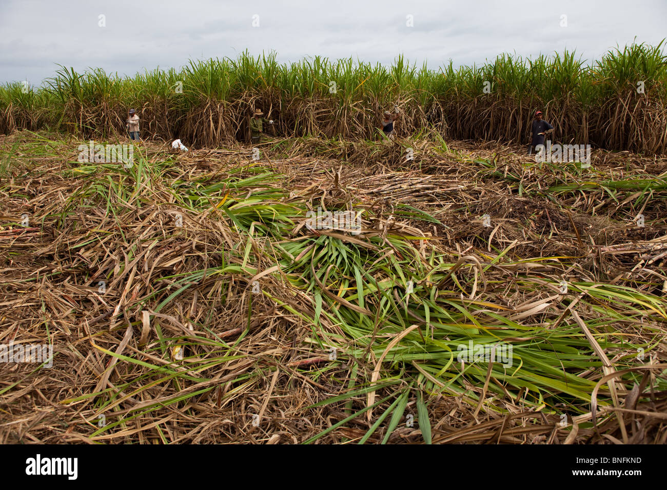 Ernte von Zuckerrohr, kubanische Interieur, Kuba Stockfoto