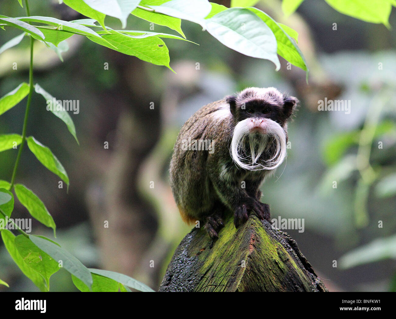 Kaiser Tamarin Affe (Saguinus Imperator) sitzt auf einem Baumstumpf, umrahmt von verlässt. Seine weißen Barthaare aus stolz gezeigt. Stockfoto