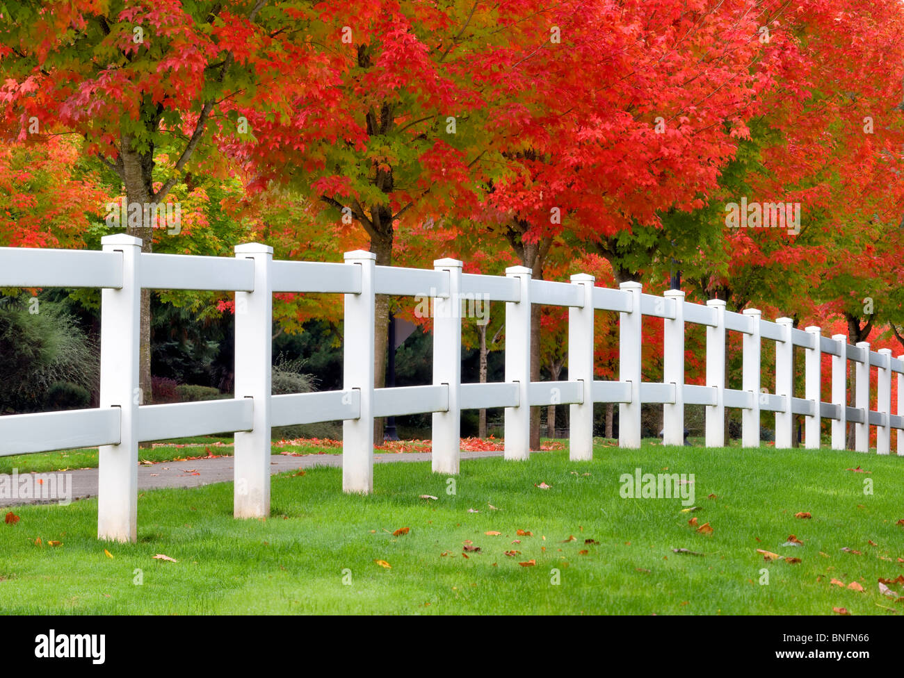 Von Bäumen gesäumten Laufwerk mit Herbstfarben und Zaun. Tualatin, Oregon Stockfoto