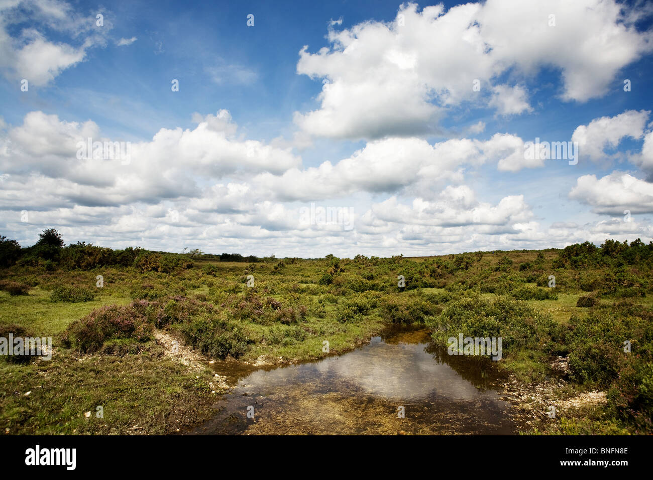 Crockford Stream, New Forest, Hampshire, England. Einer der besten Standorte für Libellen und Libellen im New Forest. Stockfoto