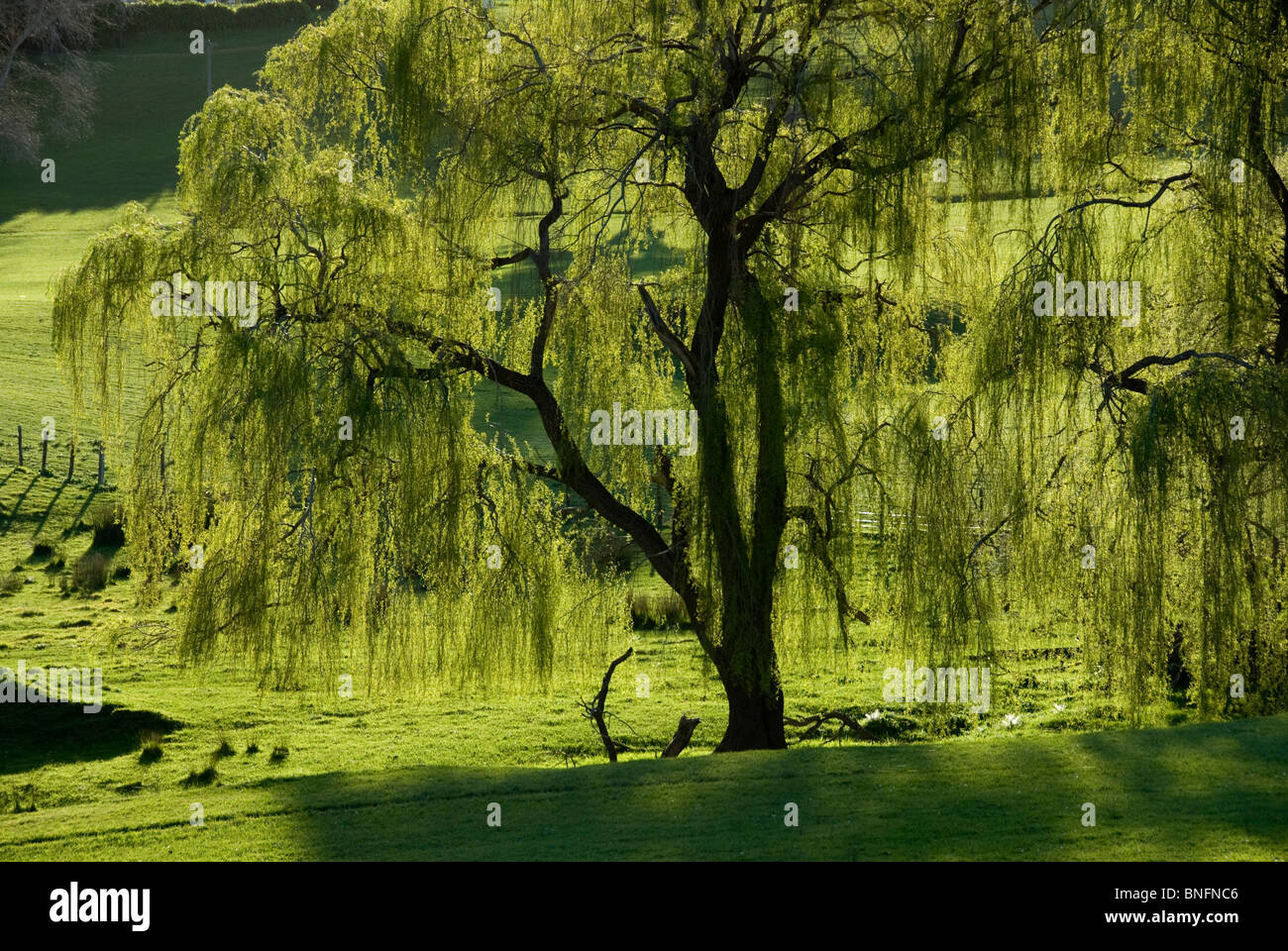 Weeping Willow Tree im grünen Feld, Carterton, Wairarapa, Nordinsel, Neuseeland Stockfoto