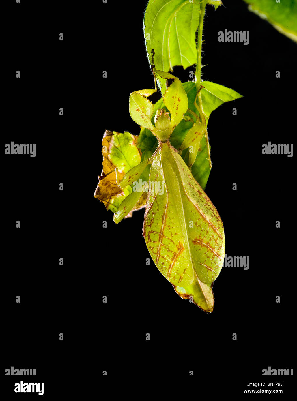 Phyllium Sp. Philippinen Blatt Insekt Essen Essen Gegenlicht durchscheinende Geist gespenstisch dunklen Hintergrund schwarz Leafinsect Stick appe Stockfoto