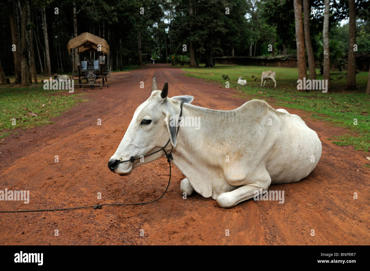 Weiße Kuh liegen auf der staubigen Straße, Kambodscha Stockfoto