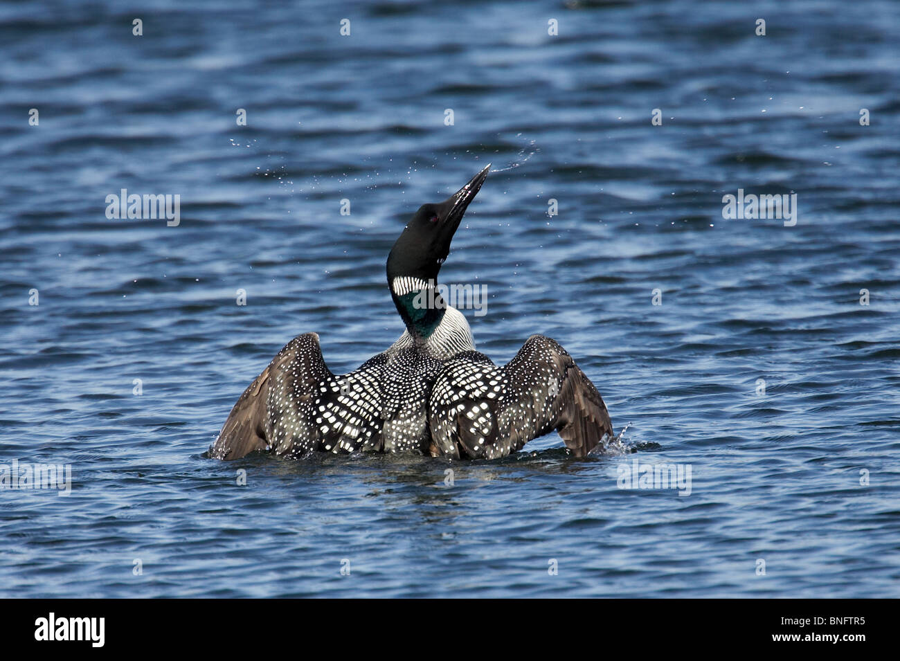 Erwachsene häufig Loon in Zucht Gefieder seine Flügel schlagen Stockfoto