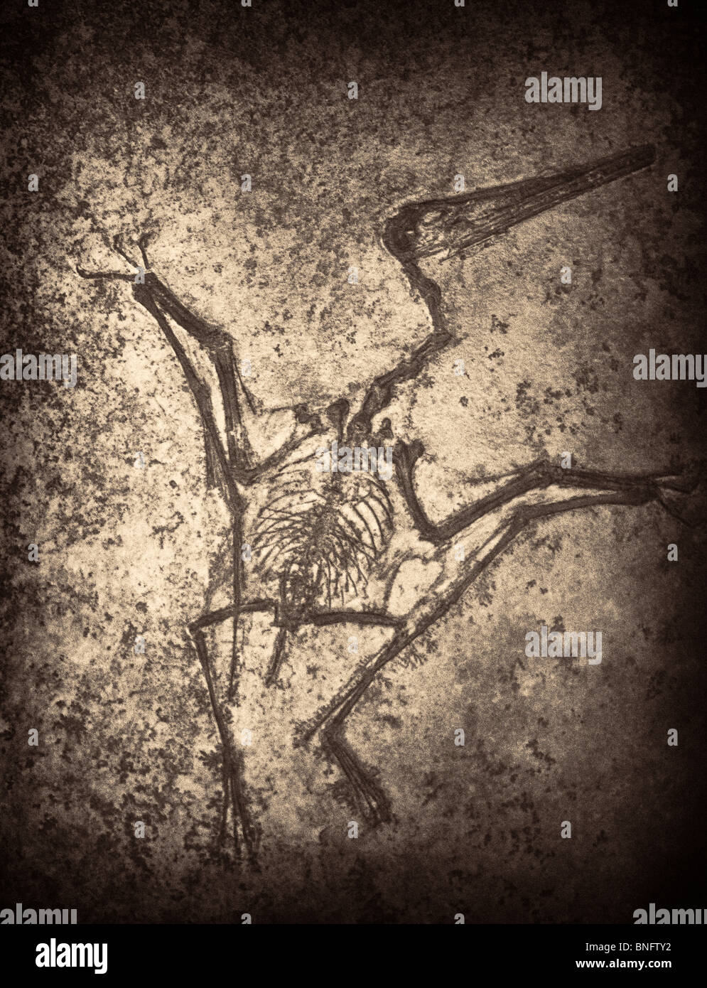 Versteinertes Skelett von Dinosour. Pterodactylus Kochi. Stockfoto