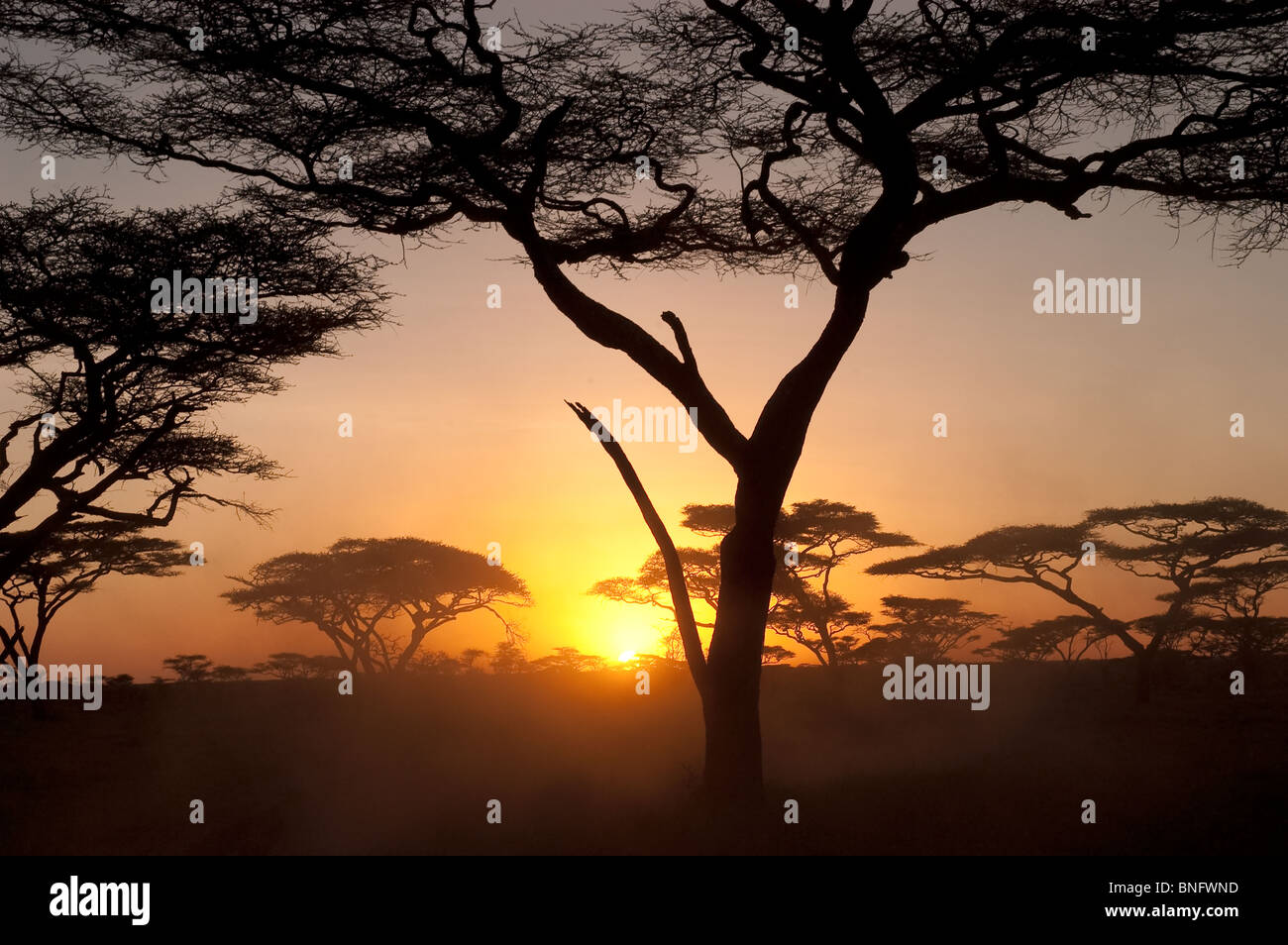 Sonnenuntergang im Acacia Wald am Ndutu in Ngorongoro Tansania Stockfoto