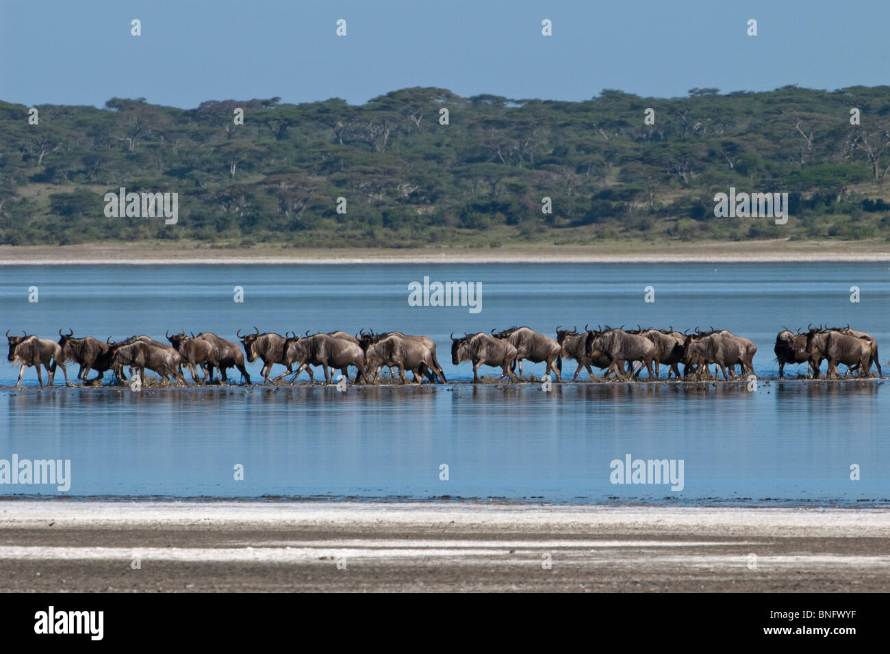 Gnus Connochaetes Taurinus Kreuzung Lake Ndutu in Ngorongoro Tansania Stockfoto