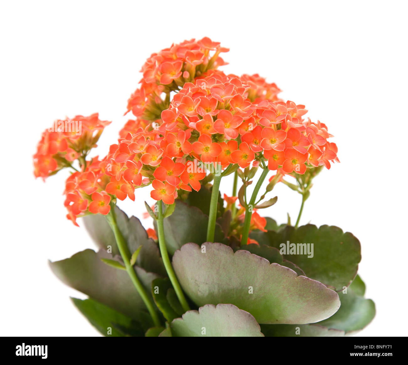 leuchtend orange blühende Kalanchoe Pflanze; isoliert auf weiss