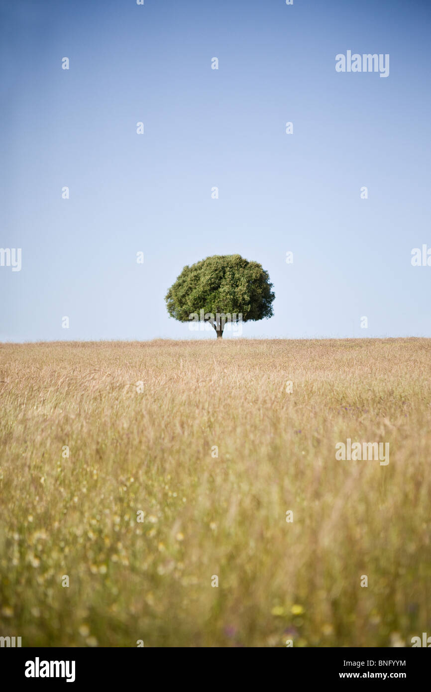 Ein Feld mit einem einsamen Baum am Horizont Stockfoto