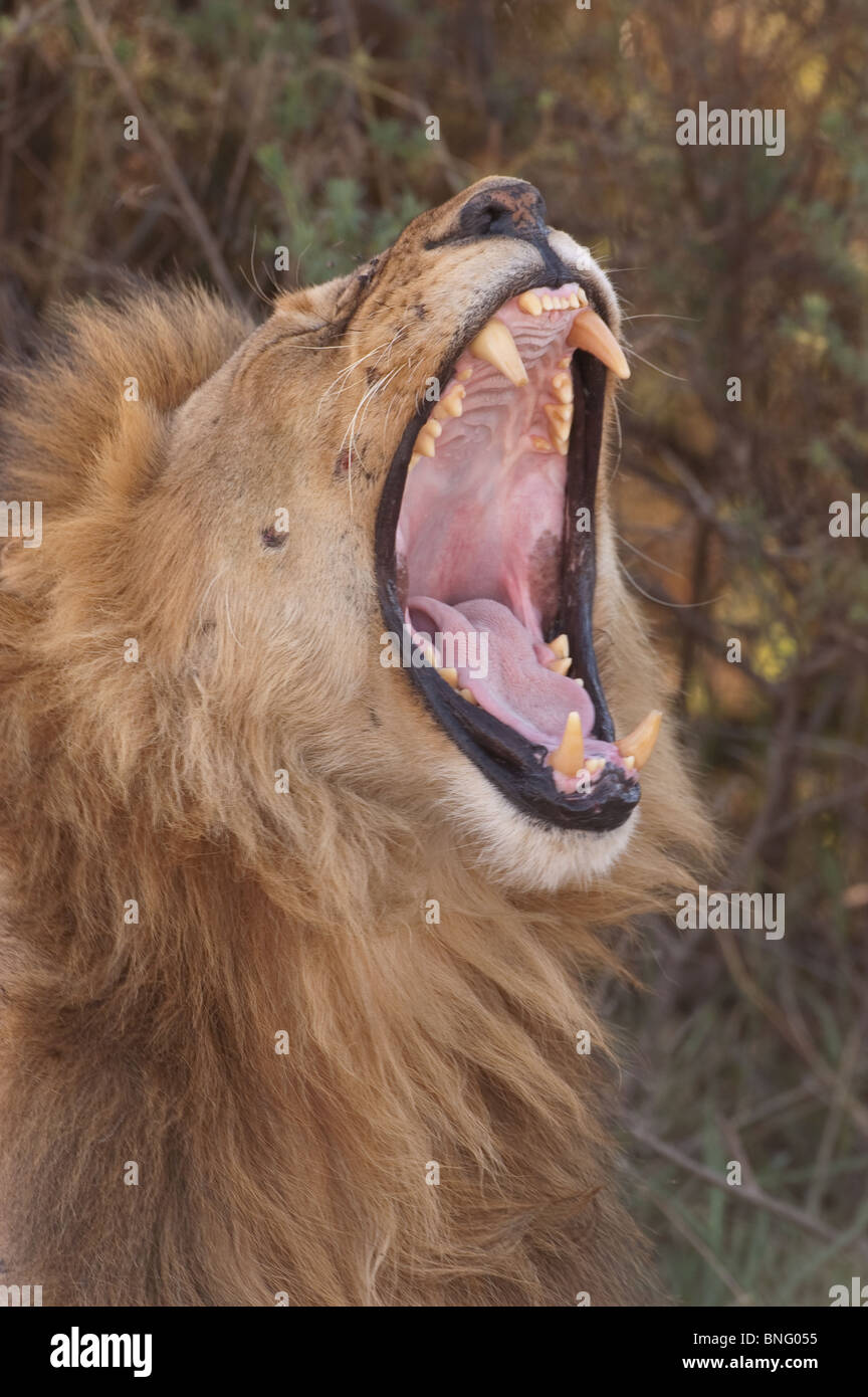 Männlicher Löwe Panthera Leo am Ndutu in Ngorongoro Tansania quatschen Stockfoto