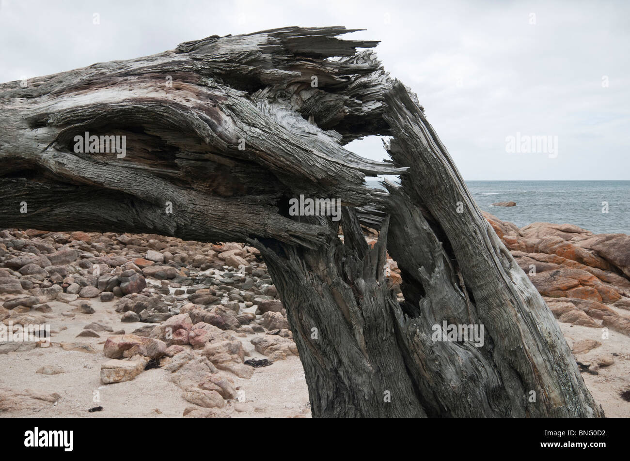 Gebrochene Baumstamm auf einem abgestorbenen Baum entlang der australischen Westküste Stockfoto