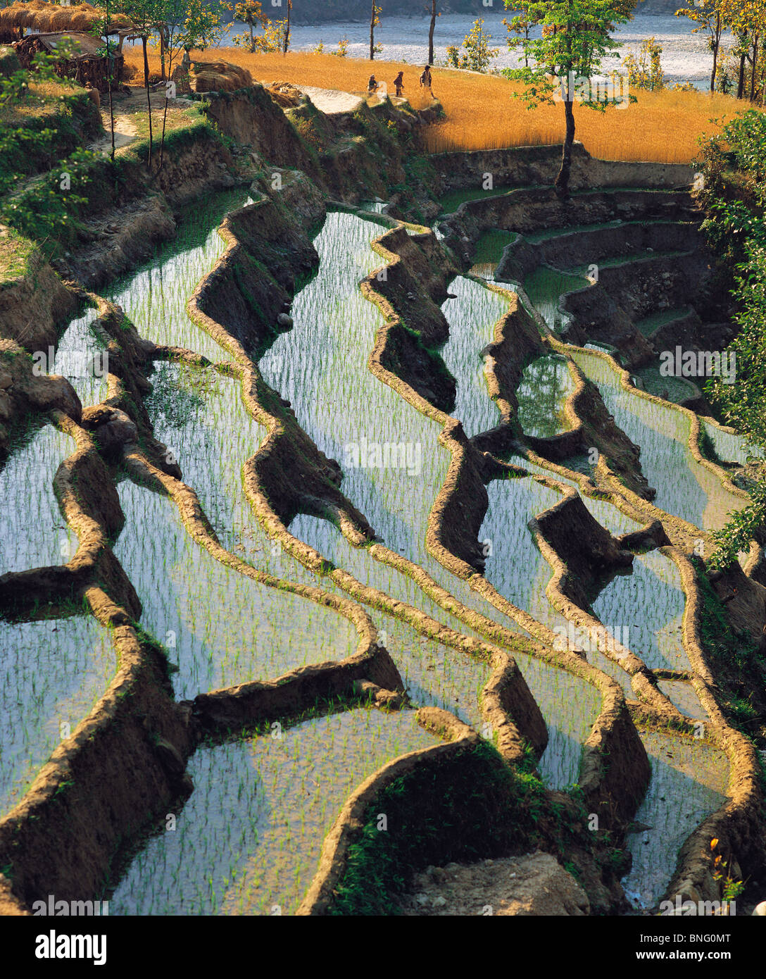 Überfluteten Reisfeldern in der Nähe von Malemchi in Zentral-Nepal Stockfoto