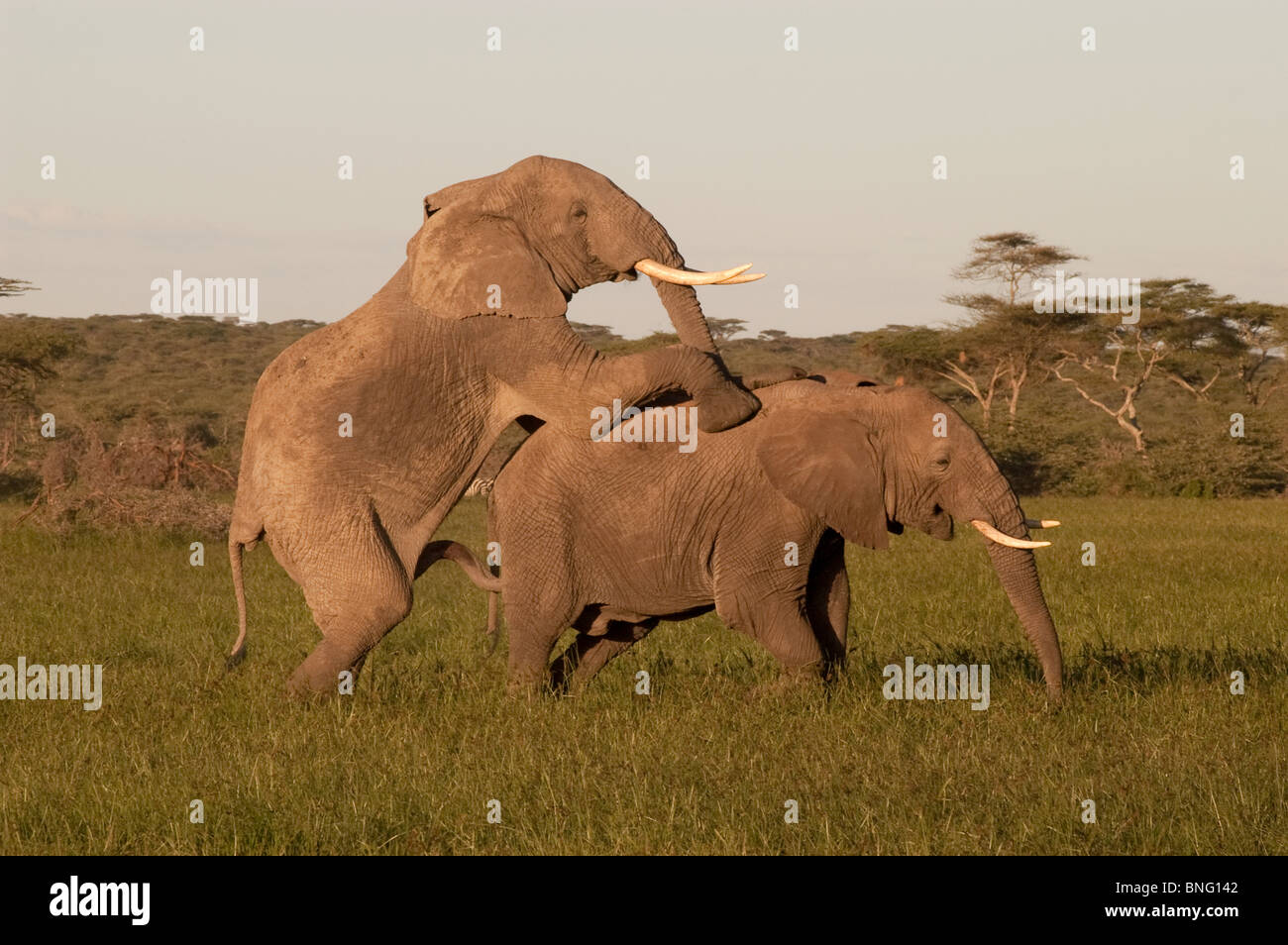 Junge afrikanische Elefanten Stier Loxodonta Africana springt ein weiterer jungen Stier Ndutu in Ngorongoro Tansania Stockfoto