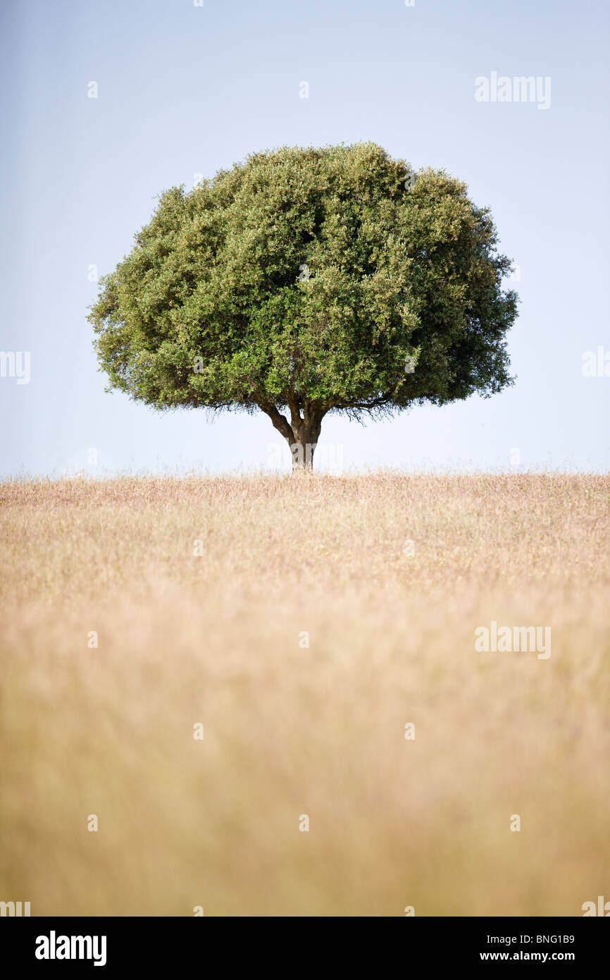 Ein Feld mit einem einsamen Baum am Horizont Stockfoto