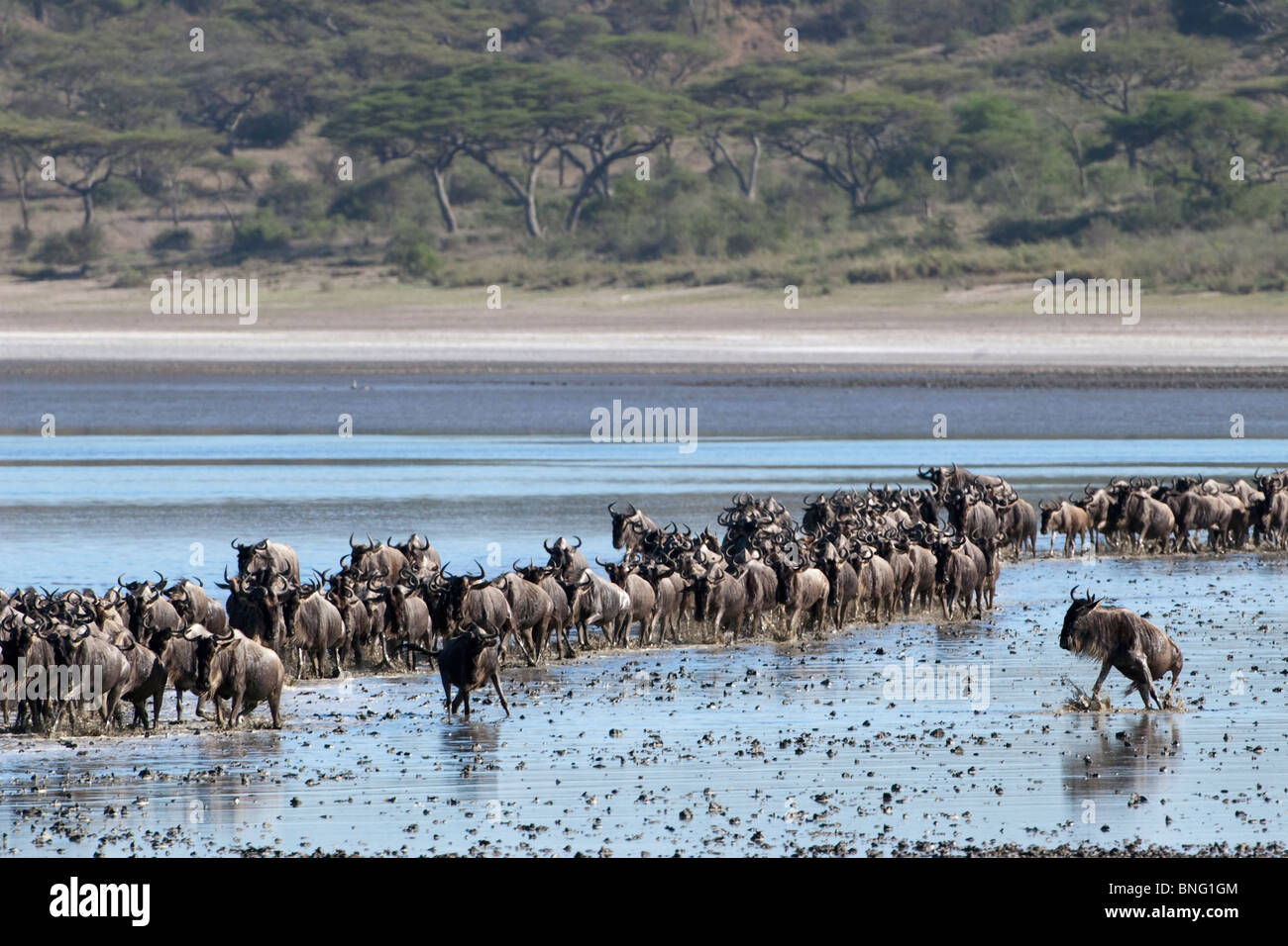 Gnus Connochaetes Taurinus Kreuzung Lake Ndutu in Ngorongoro Tansania Stockfoto