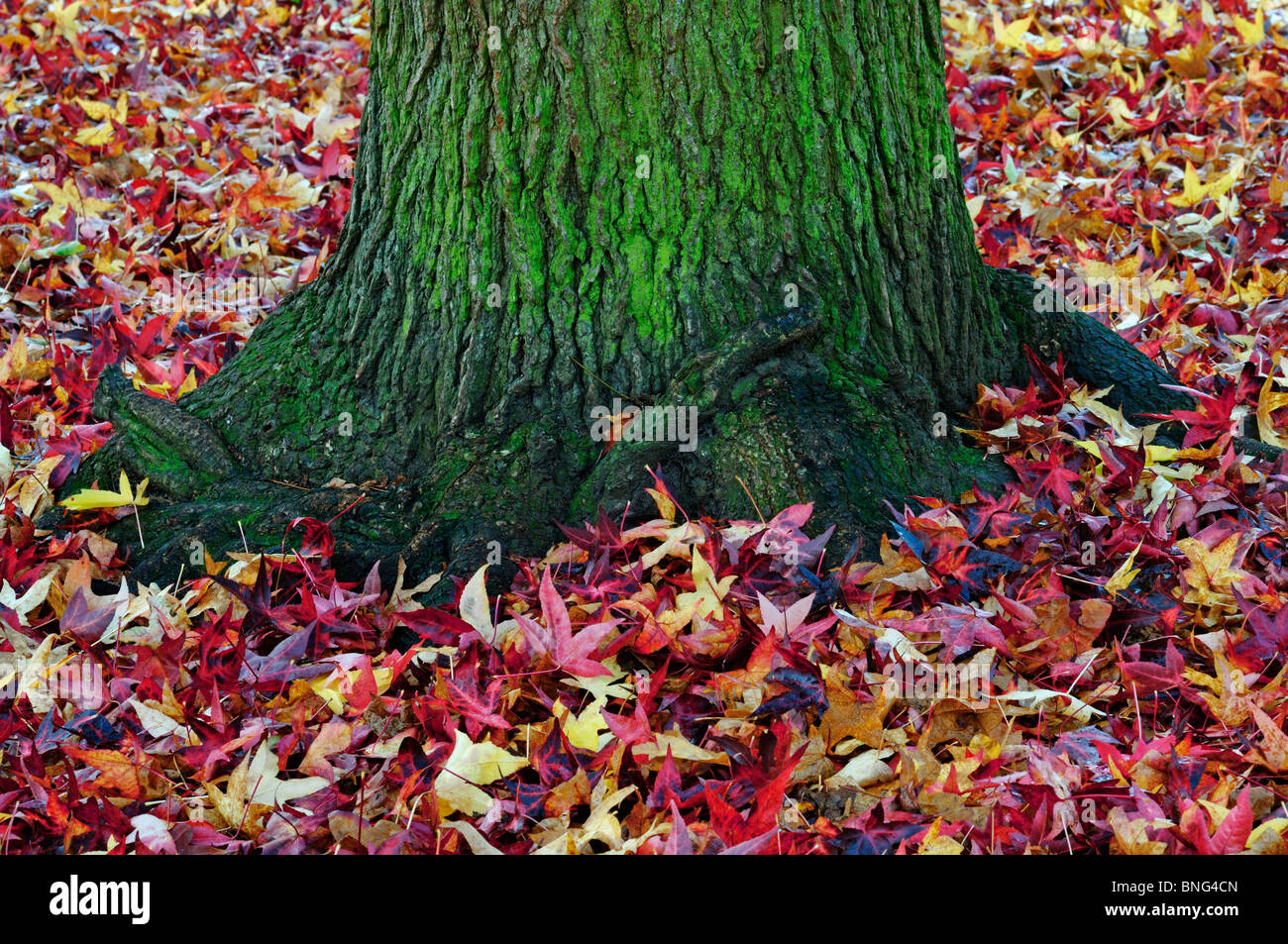 Liquidambar Styraciflua Baumstamm und Blätter Stockfoto