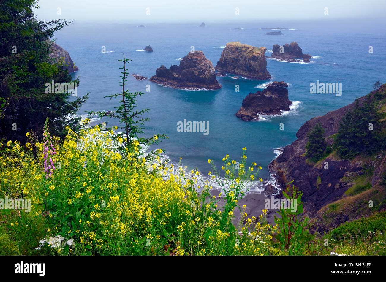 Wilder Senf blüht mit Blick auf die vielen vorgelagerten Inseln in Oregon Boardman State Park. Stockfoto