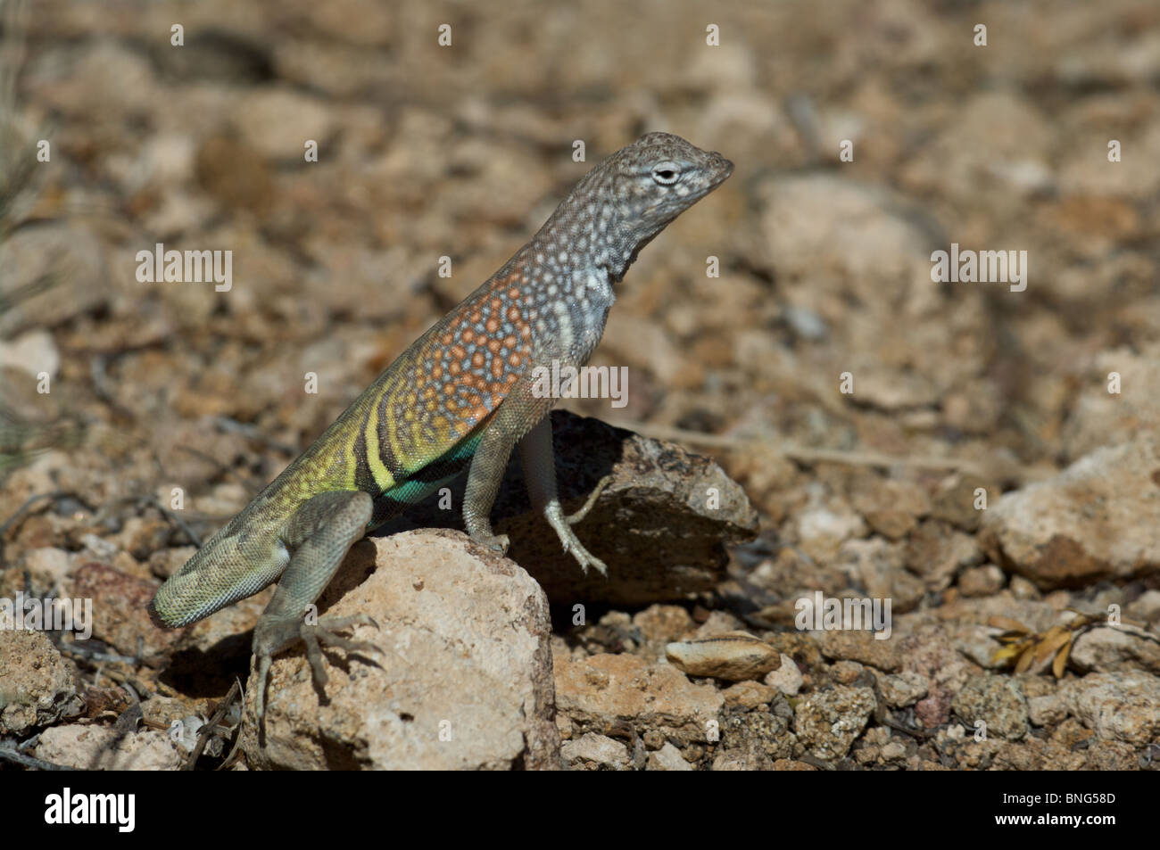 Ein Tail-weniger männlichen Chihuahua größer Earless Lizard (Cophosaurus Texanus Scitulus) in Big Bend Nationalpark, Texas. Stockfoto