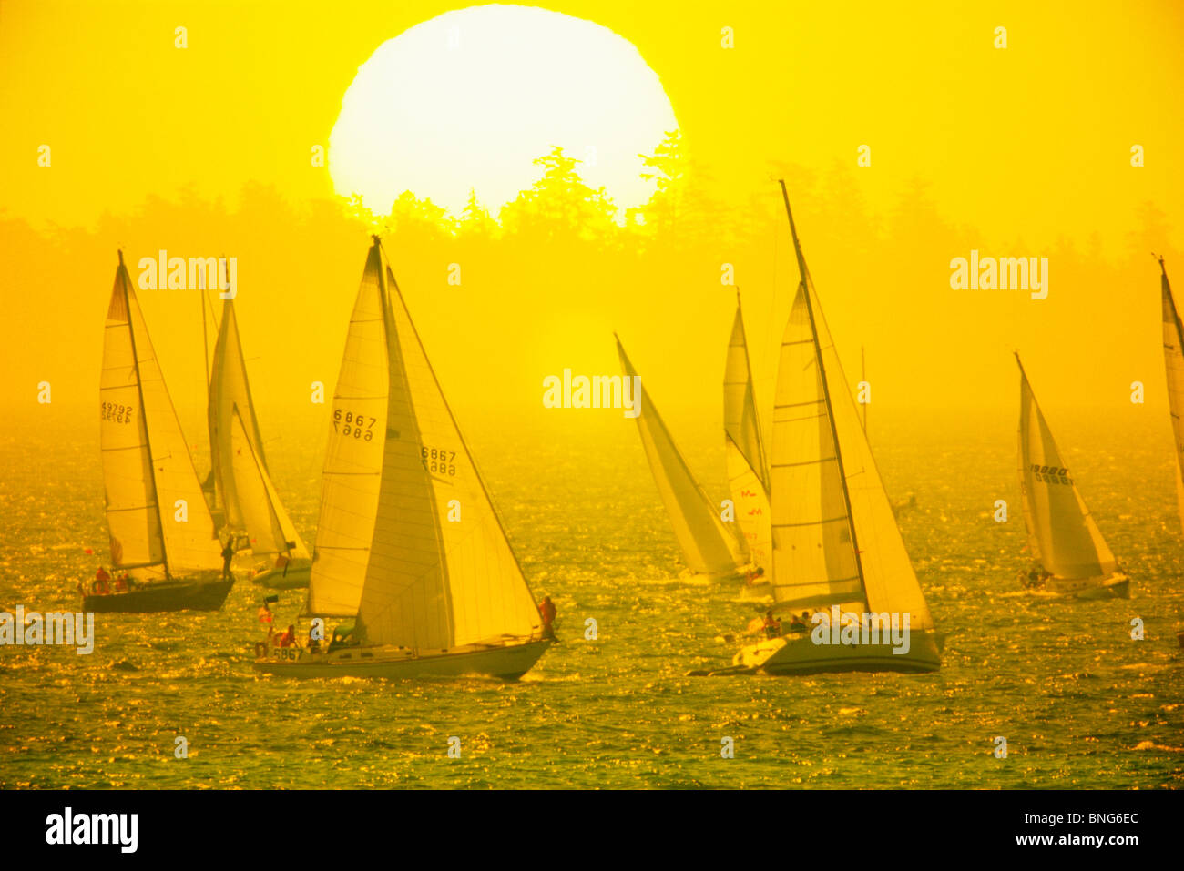 Segelboote bei Sonnenaufgang, Rennen Swiftsure Yacht Race, Victoria, Vancouver Island, British Columbia, Kanada Stockfoto