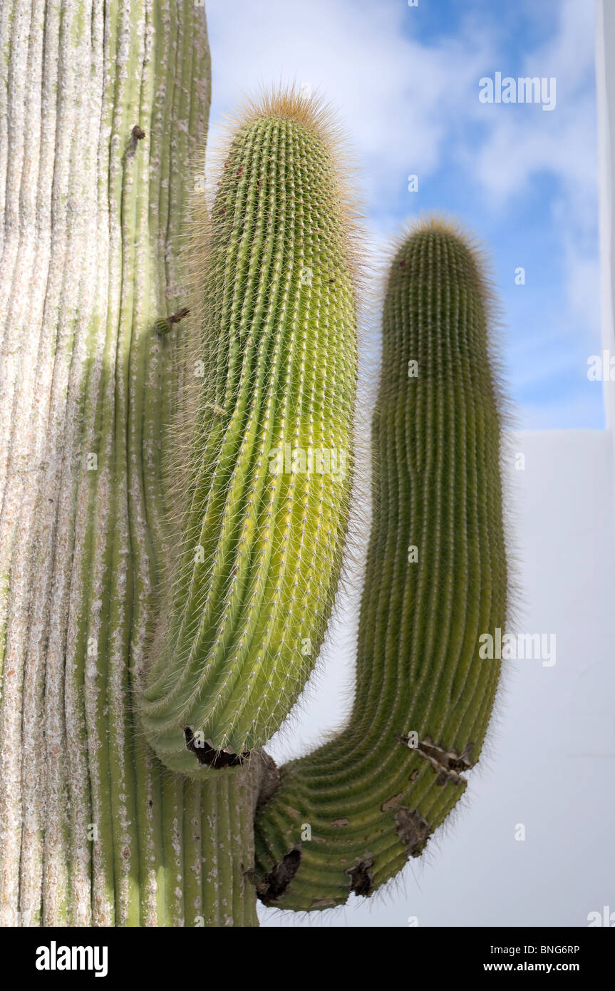 Hohen Saguaro Kaktus Kakteen hautnah mit zwei neue Triebe Stockfotografie -  Alamy
