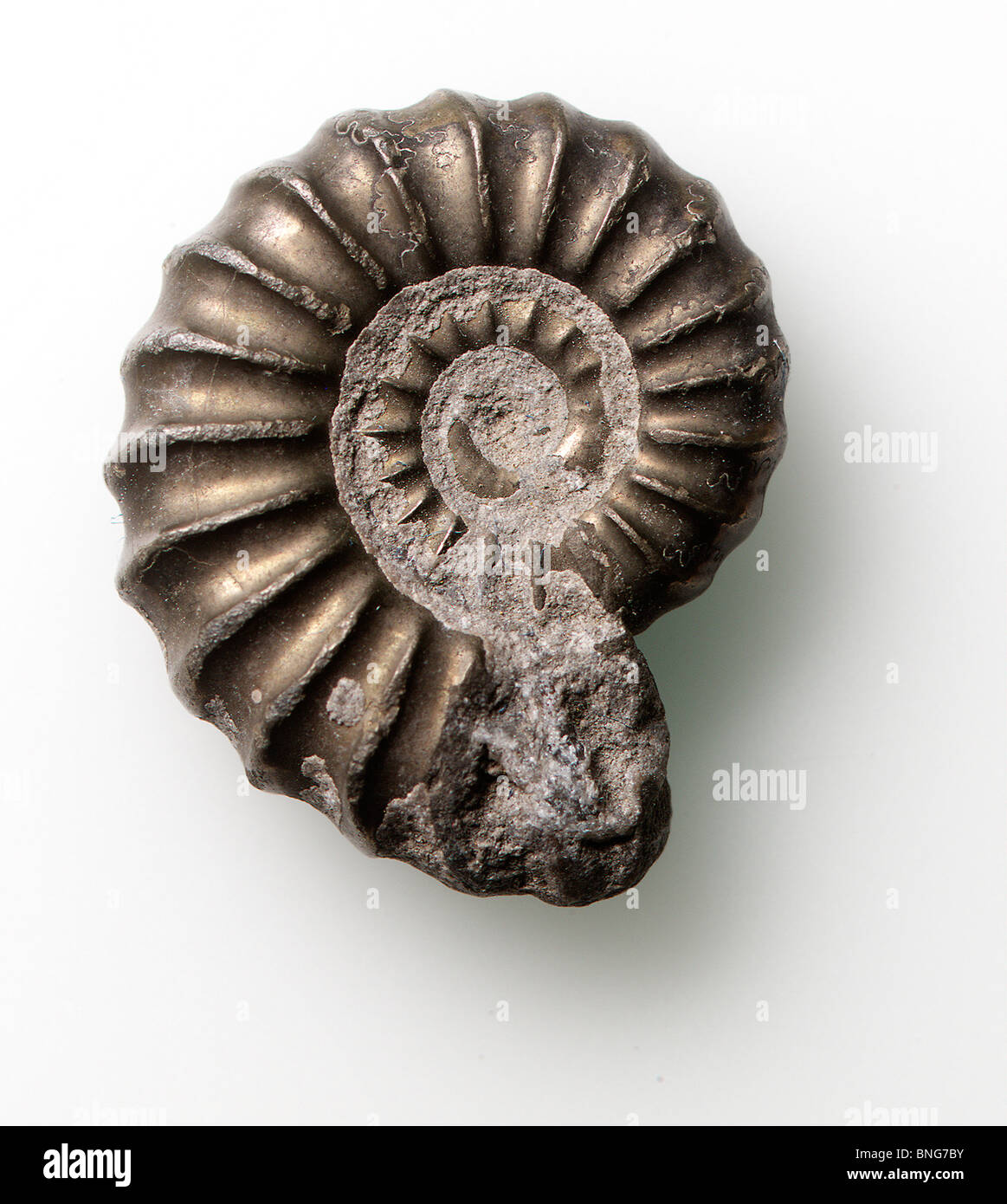 Ammonit Fossil Stockfoto