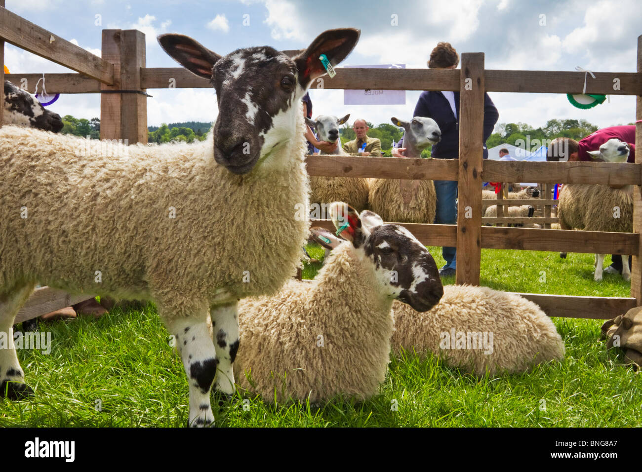 Cheviot Lämmer auf dem Display an der jährlichen Northumberland County Show statt in Corbridge jedes Jahr im Mai, England Stockfoto