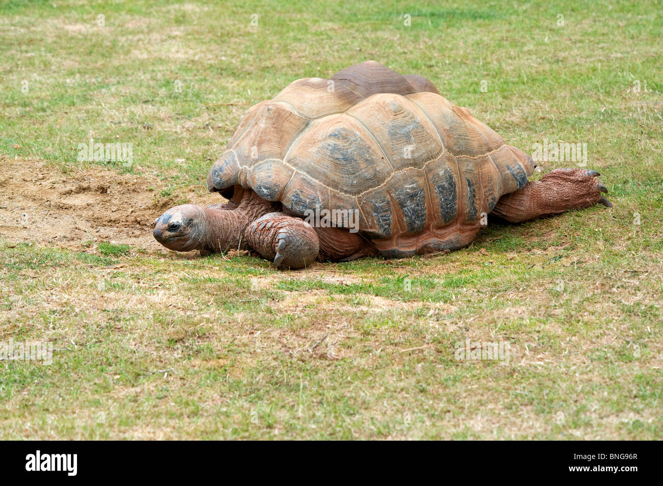 Riesenschildkröte zu Fuß auf dem Rasen Stockfoto