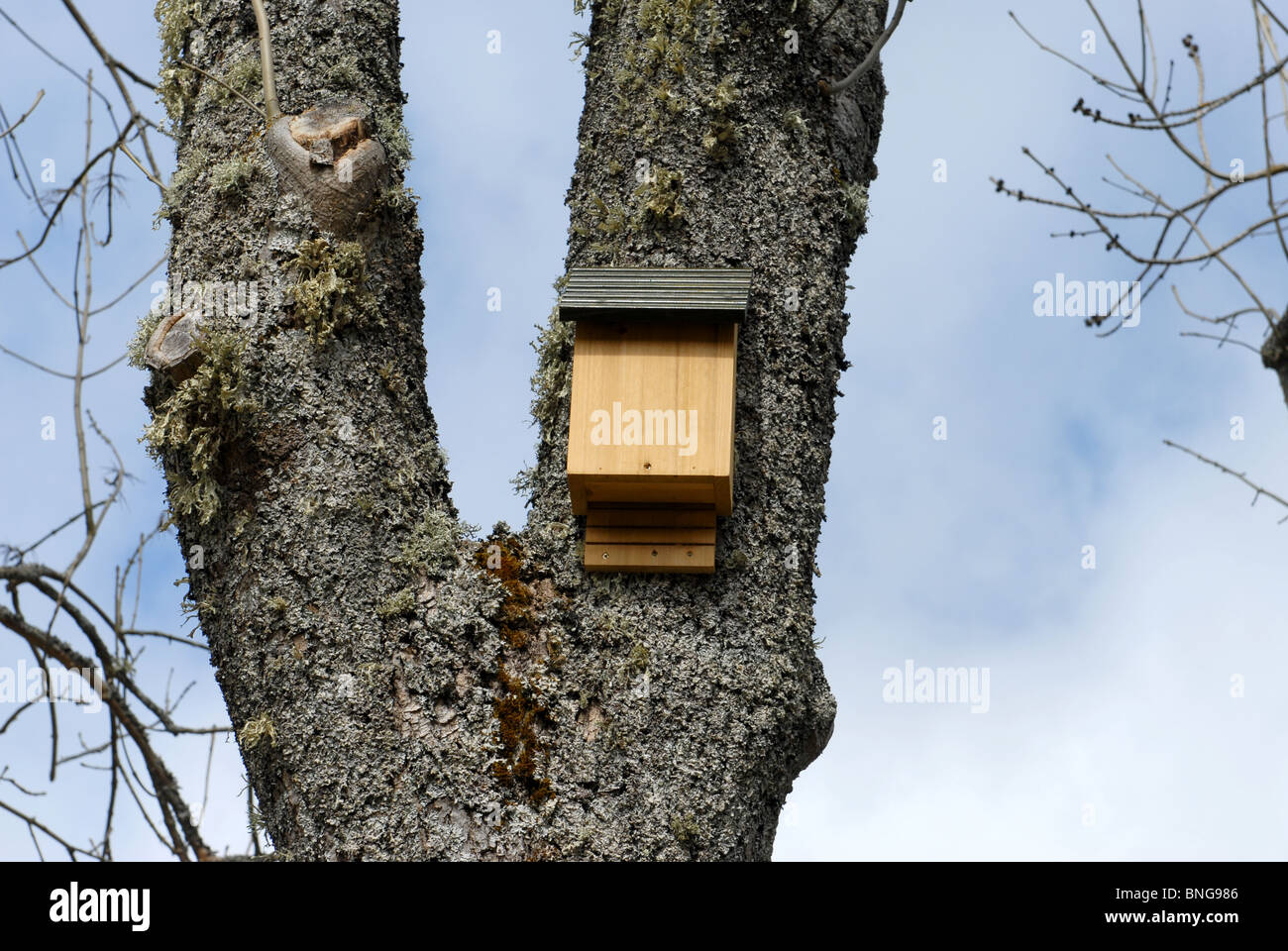 Fledermauskasten neu in alten Baum gelegen Stockfoto