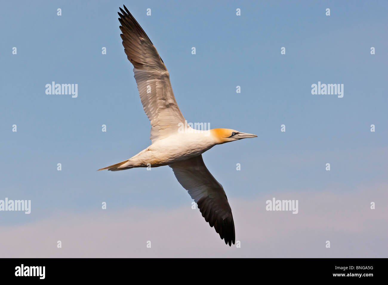 Basstölpel im Flug. Stockfoto