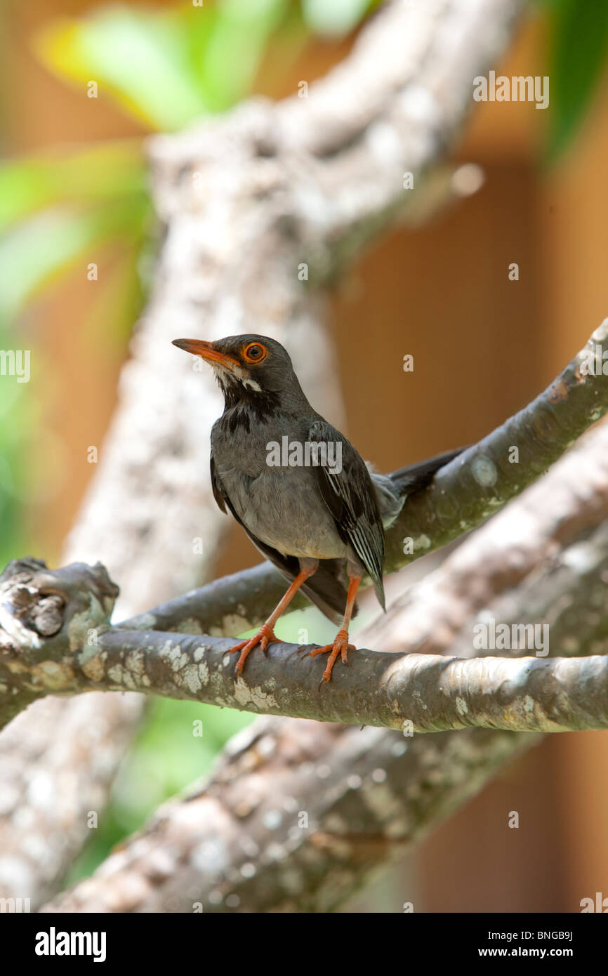 Rot-Legged Soor Turdus plumbeus Stockfoto