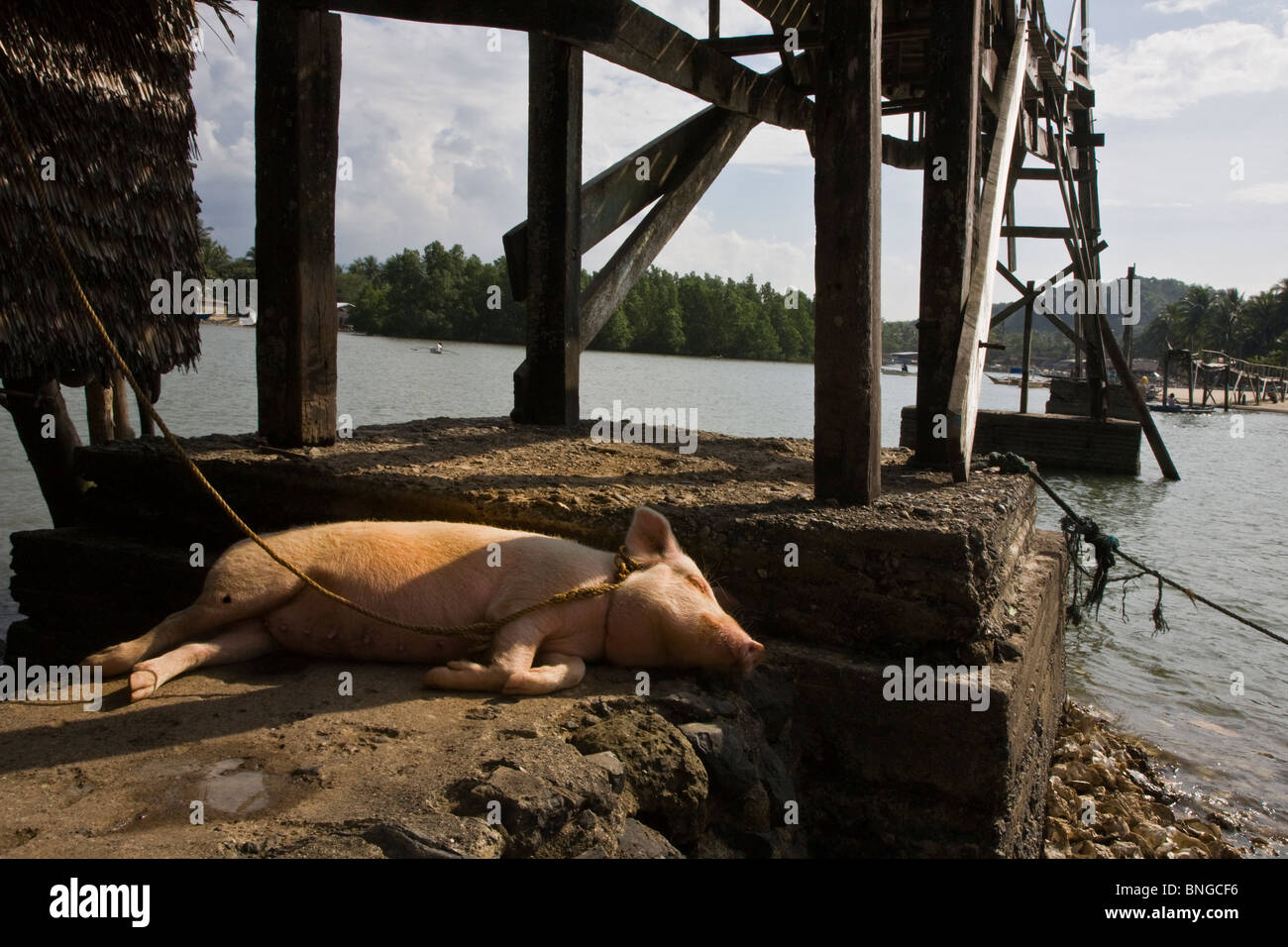 Ein Schwein schlafen unter einer Brücke in einem kleinen Fischerdorf nördlich von EL NIDO - Insel PALAWAN, Philippinen Stockfoto