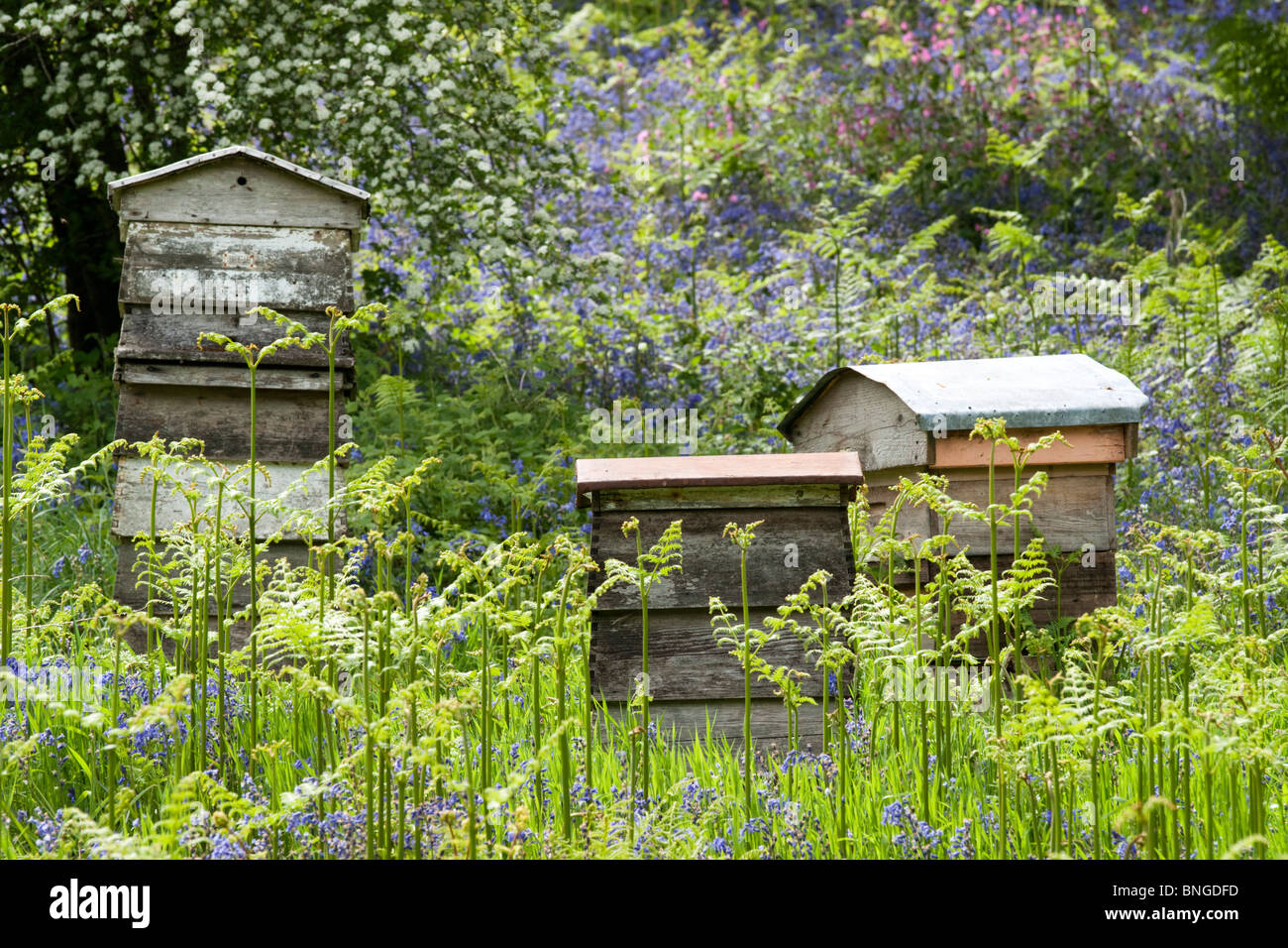 Bienenstöcke unter Glockenblumen Stockfoto