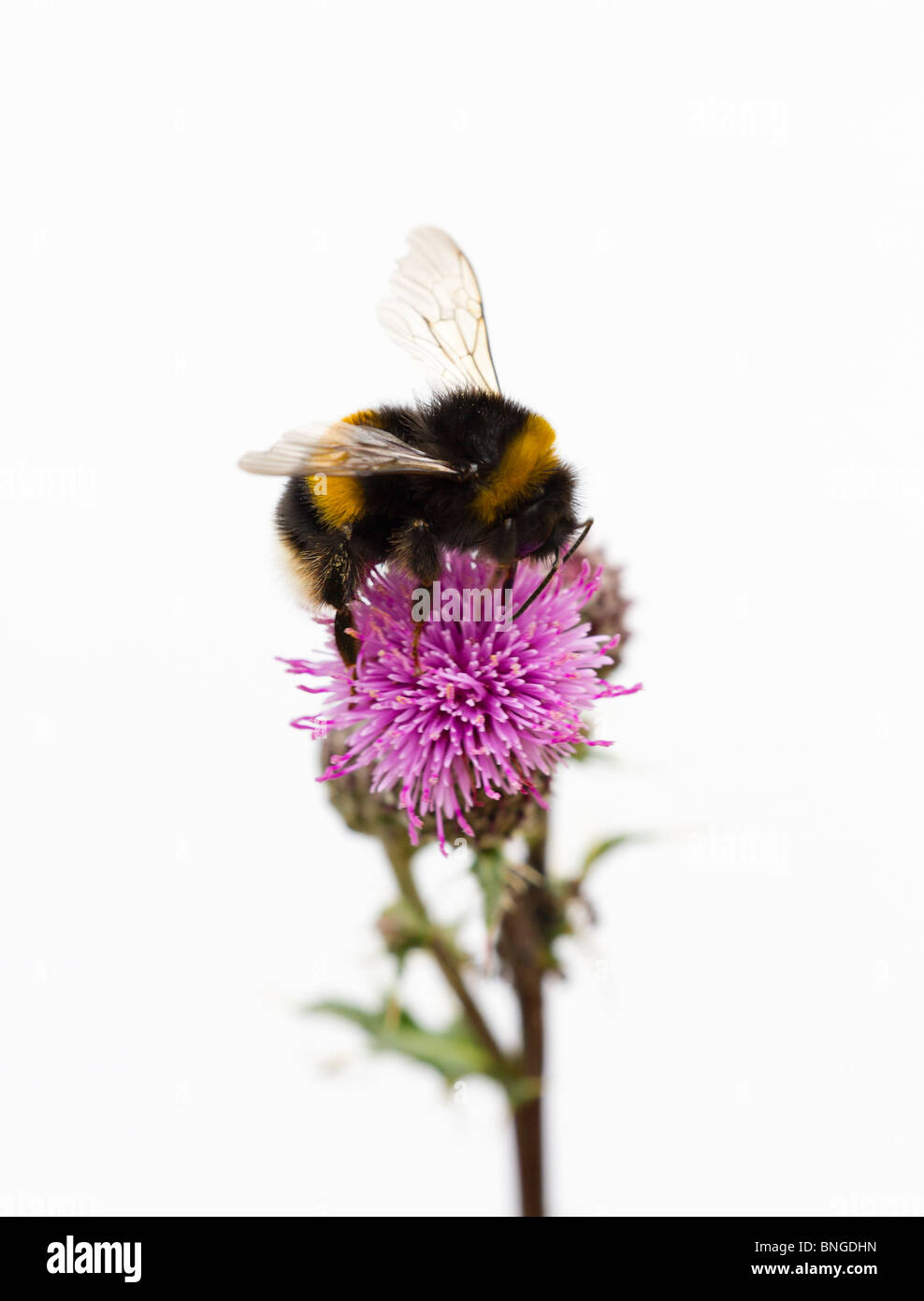 Hummel (BOMBUS) sammeln Pollen von einem Speer Thistle Blume (Cirsium vulgare) Stockfoto