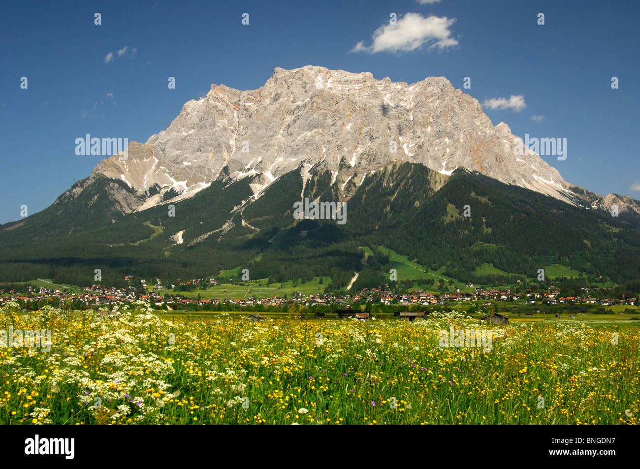 Blühende Almwiesen am Fuße des Wetterstein-Gebirges mit Mt. Zugspitze, Ehrwald, Tirol, Österreich Stockfoto