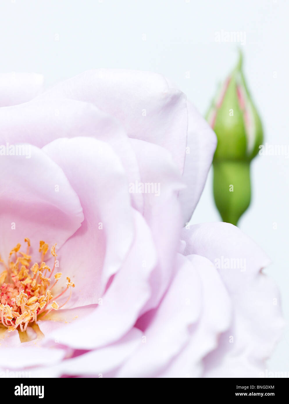 Nahaufnahme der Hybrid Tea Rose 'Blue Moon' mit einer rose bud im Hintergrund Stockfoto