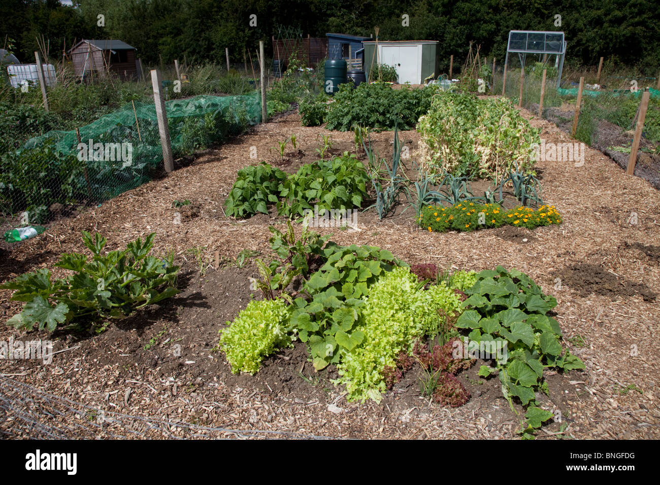 Anbau von Gemüse auf gepflegte Gemeinschaft Kleingärten Bishops Cleeve Cheltenham UK Stockfoto