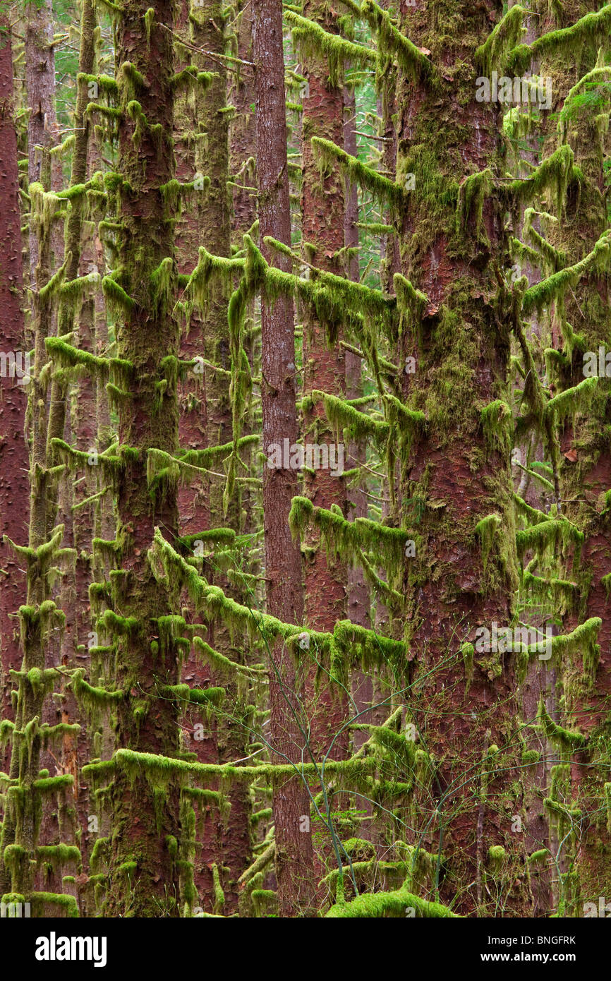 Hemlock Bäume in einem Wald, Hoh River Trust, Washington State, USA Stockfoto