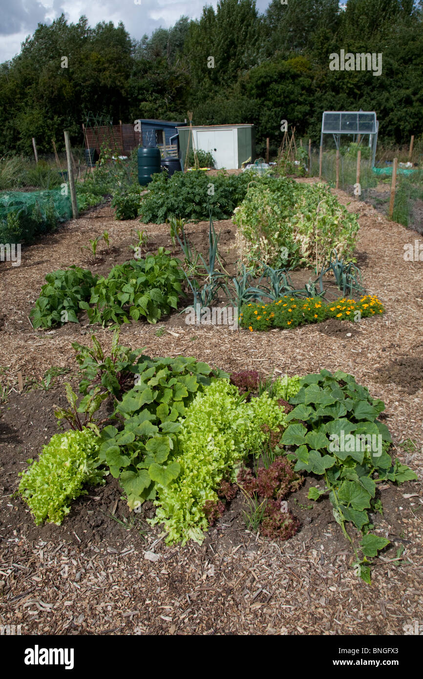Gemüse wächst auf gut gepflegte Gemeinschaft Zuteilung Bishops Cleeve Cheltenham UK Stockfoto