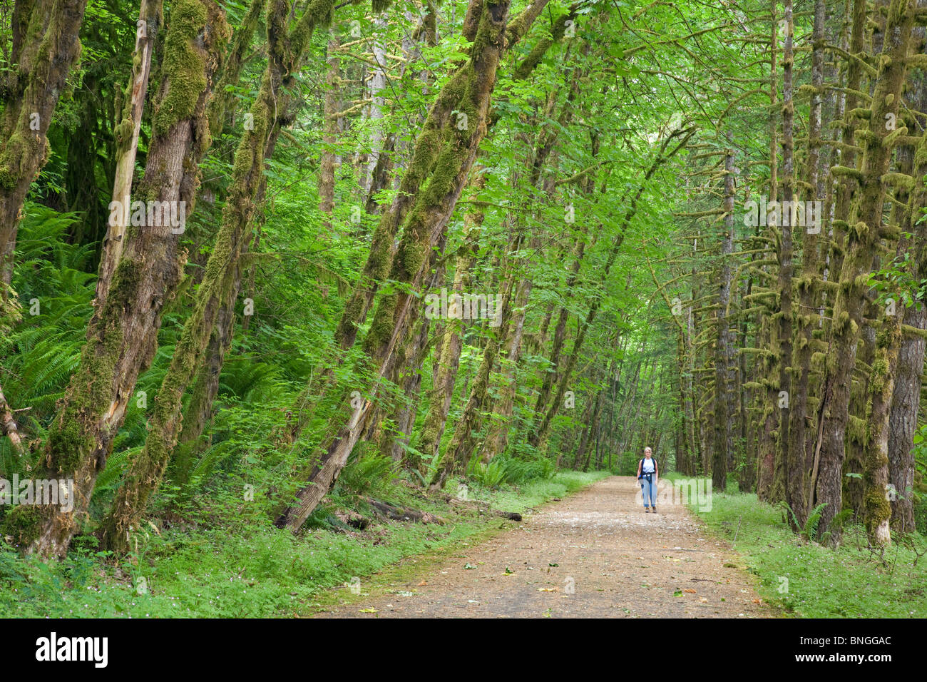 Frau Wanderer zu Fuß auf einem Trail, Historic Columbia River Highway, Columbia River Gorge, Cascade Locks, Oregon, USA Stockfoto