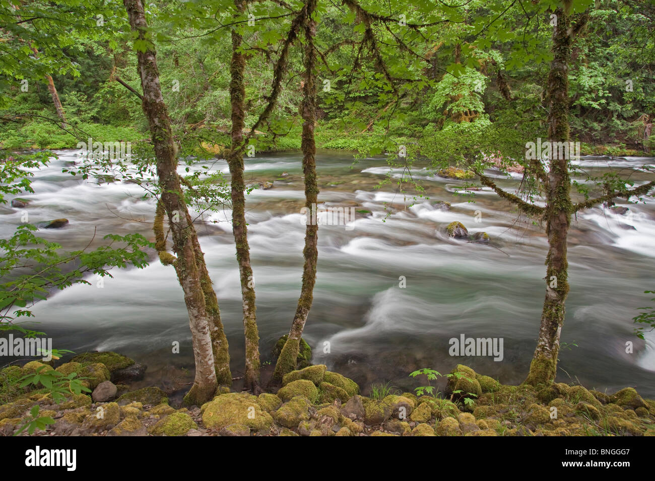 Fluss durch einen Wald, Clackamas River, Oregon, USA Stockfoto