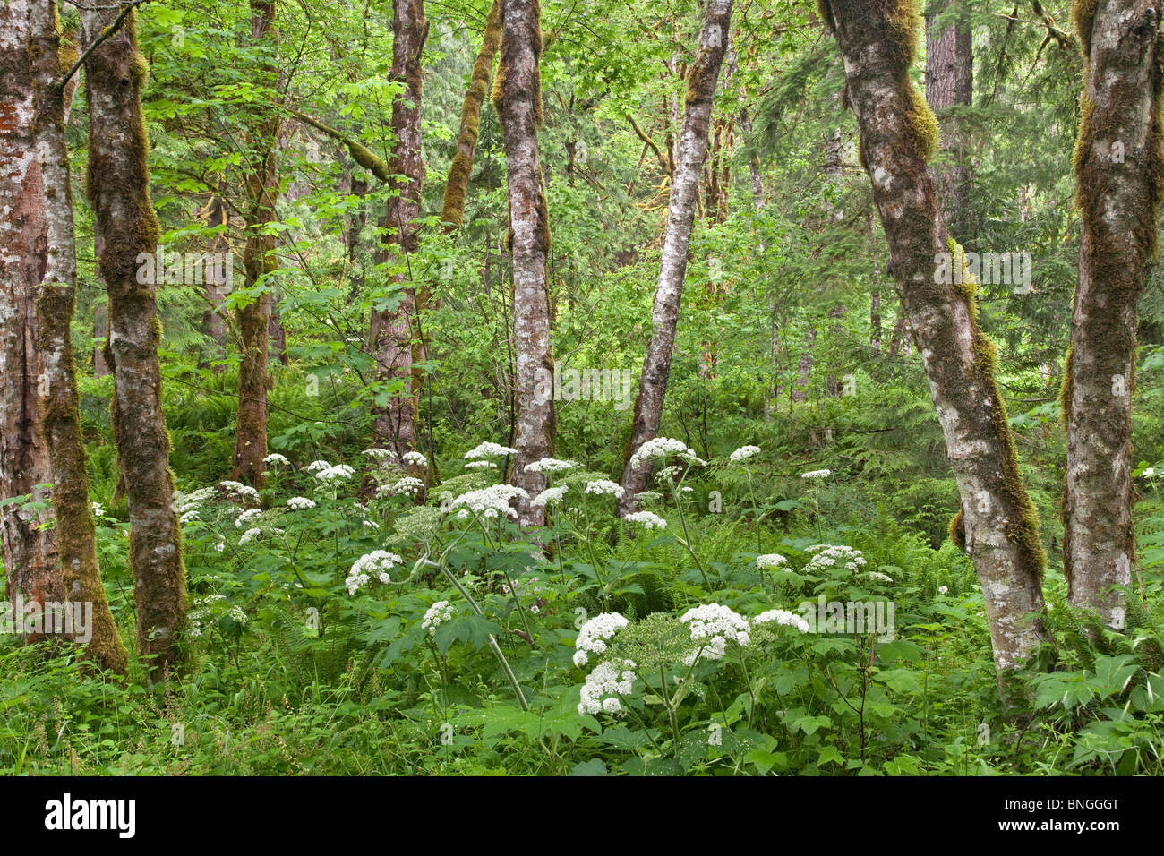 Erlen in einem Wald, Clackamas River Valley, Oregon, USA Stockfoto