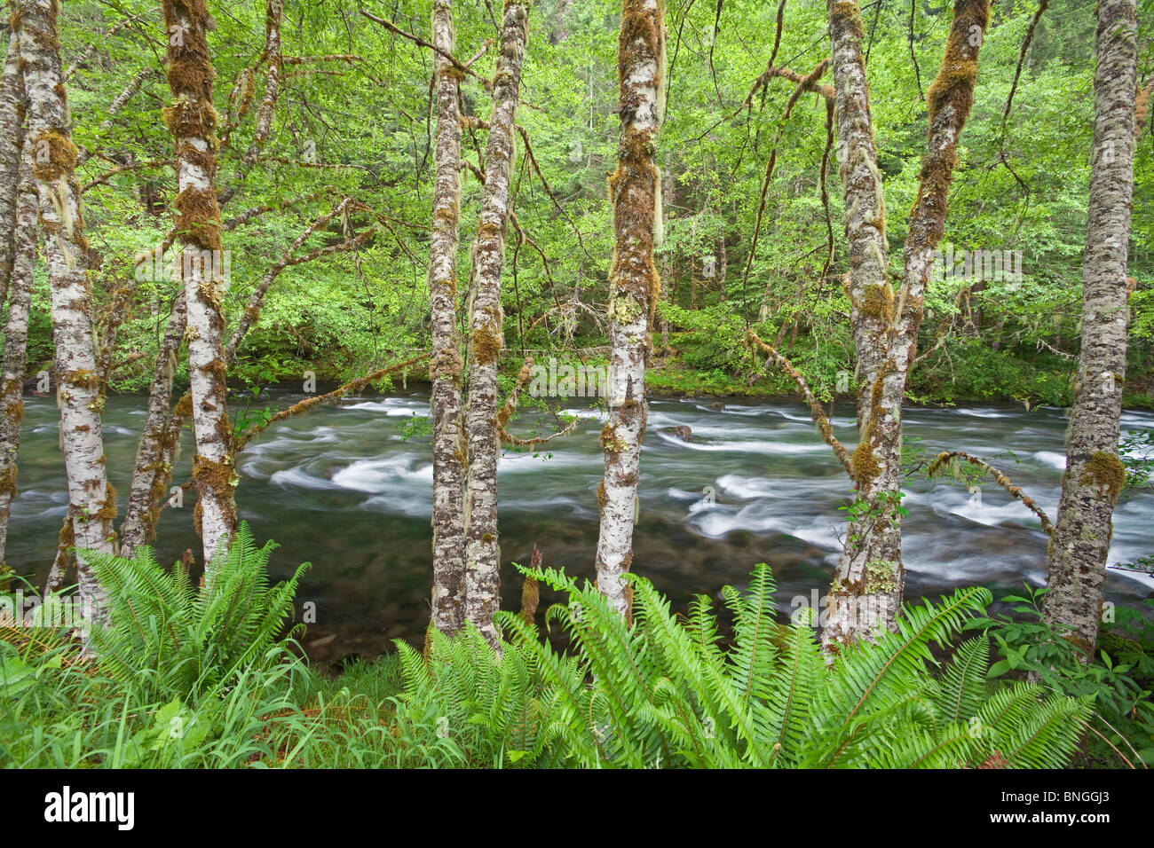 Fluss fließt durch einen Wald, Clackamas River Clackamas River Valley, Oregon, USA Stockfoto