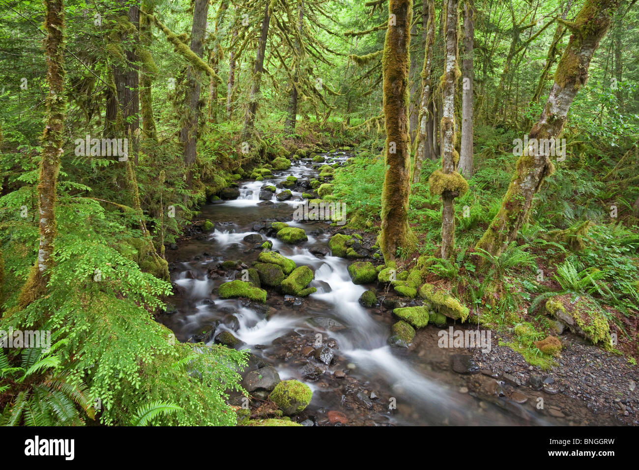 Bach fließt durch einen Wald, Wein Creek, Clackamas Flusstal, Silverton, Oregon, USA Stockfoto