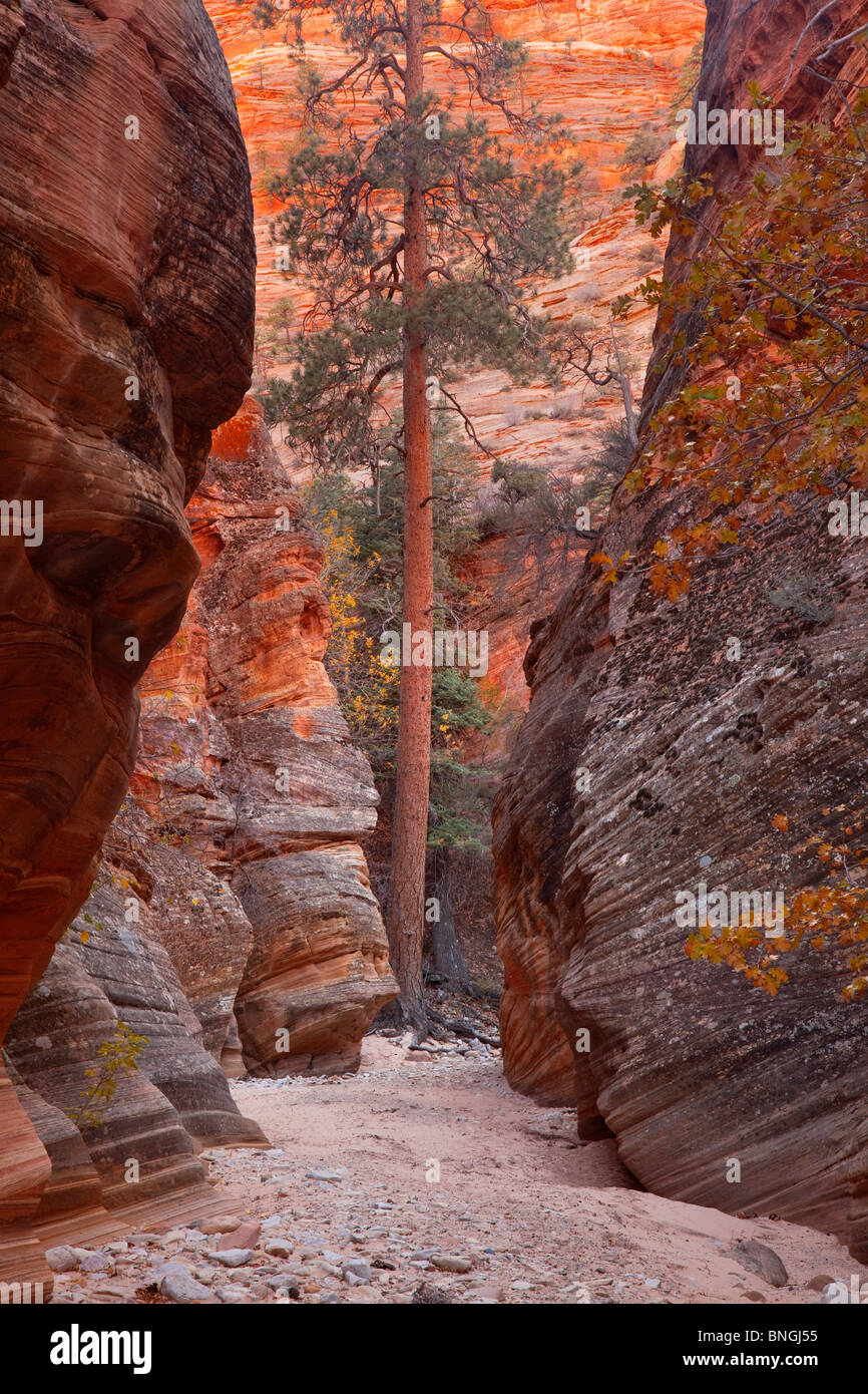 Kiefer in einem Canyon, Zion-Mount Carmel Highway, Zion Nationalpark, Utah, USA Stockfoto