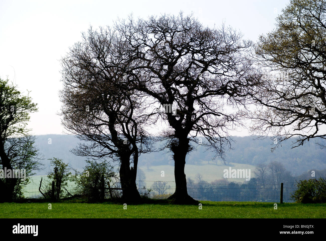 Silhouette der Bäume ohne Blätter Michaelston le Grube Vale von Glamorgan Süd wales uk Stockfoto