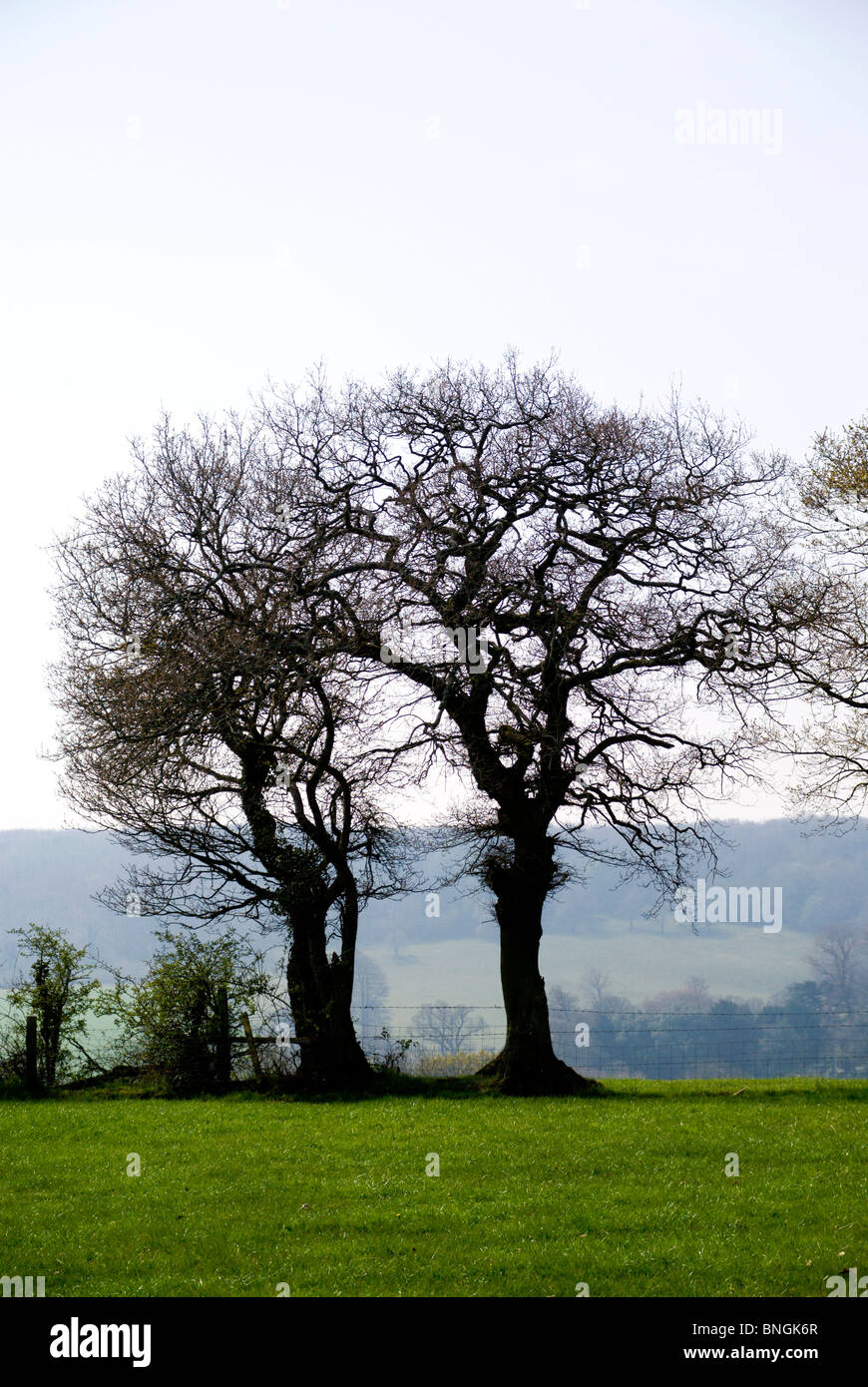 Silhouette der Bäume ohne Blätter Michaelston le Grube Vale von Glamorgan Süd wales uk Stockfoto