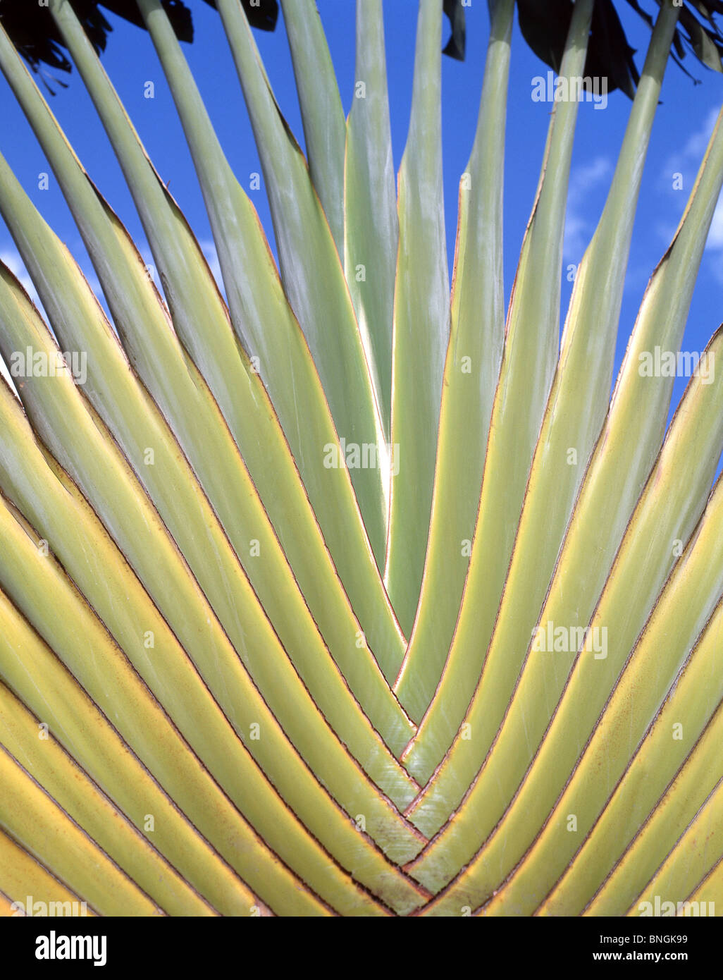 Traveller's Palm (Ravenaia madagascariensis), Oahu, Hawaii, Vereinigte Staaten von Amerika Stockfoto