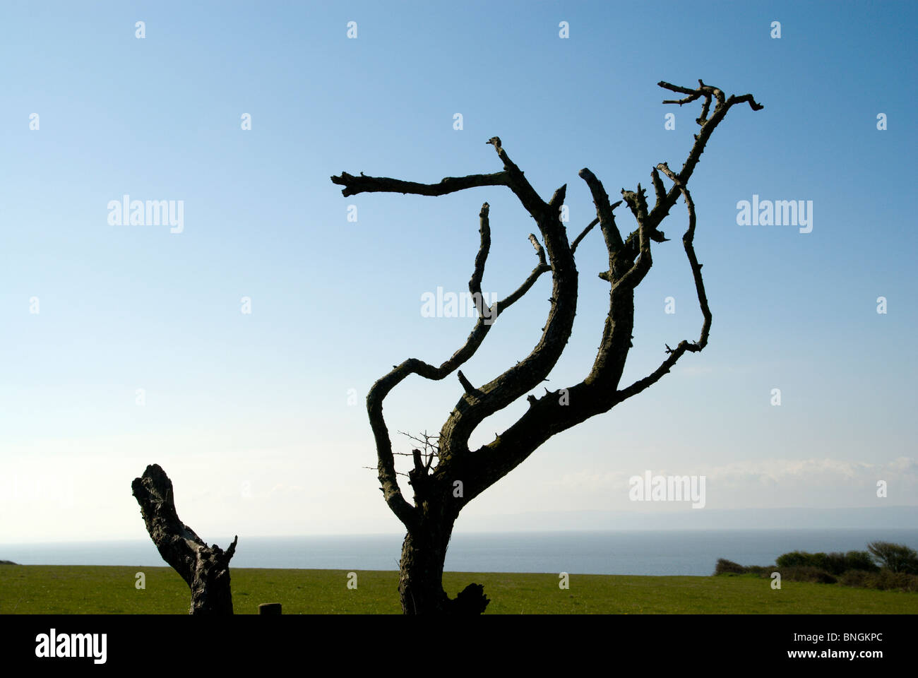 Silhouette der Deat Baum mit Bristol-Kanal im Abstand Llantwit großen Vale von Glamorgan Süd wales uk Stockfoto